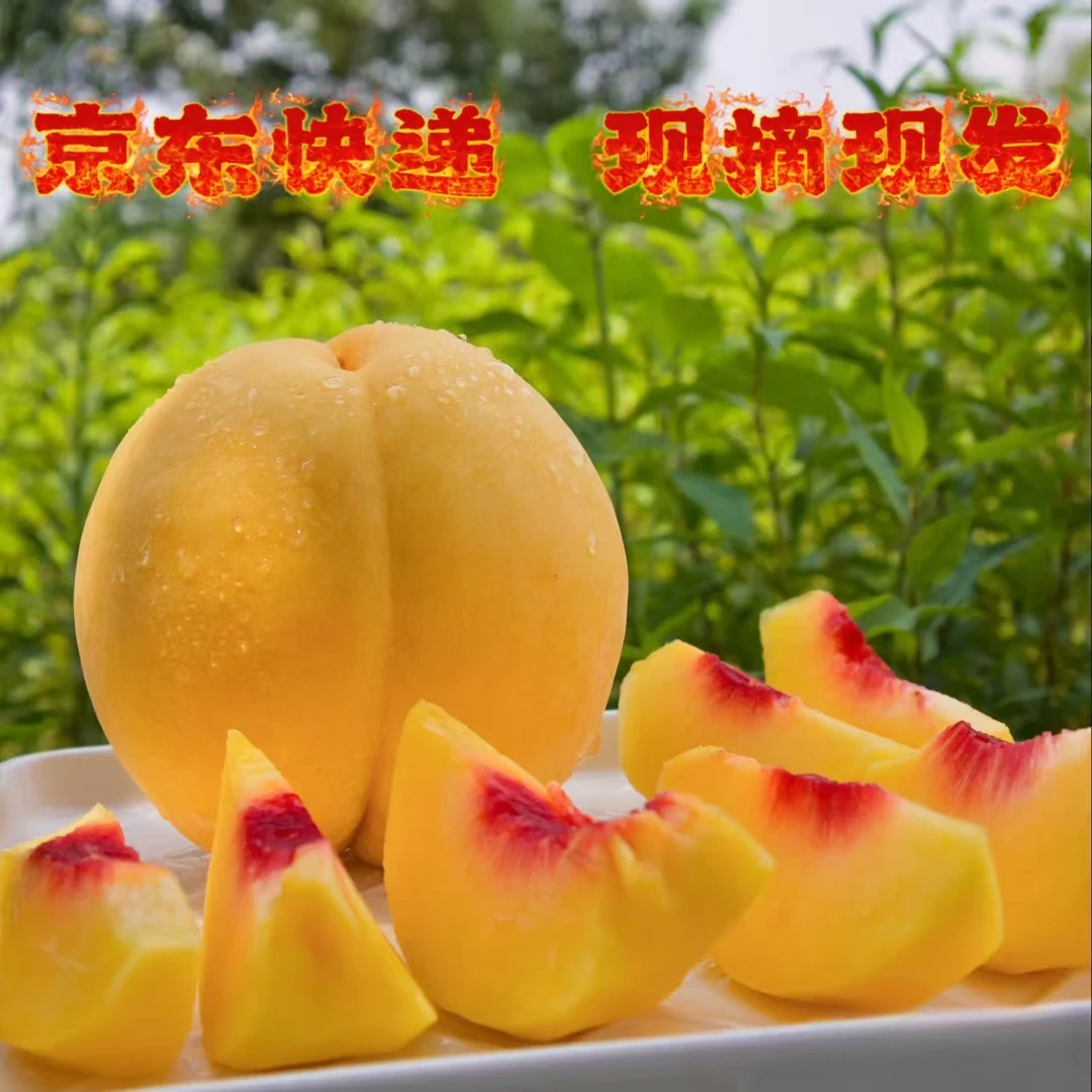 炎陵黄桃大果5斤普通装（果净重4.5斤）京东包邮水果花开半夏