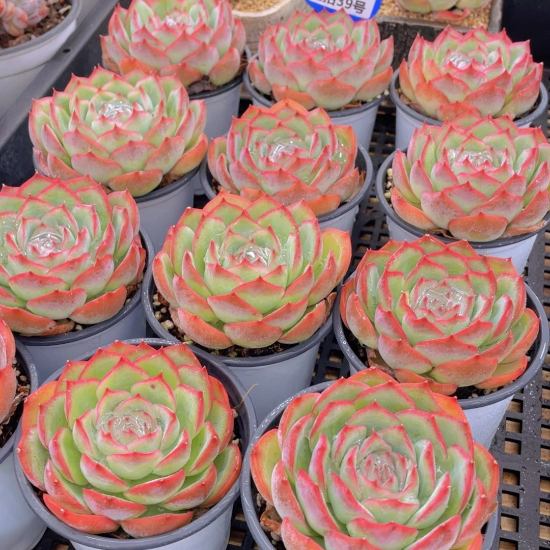 量拍39号 玫瑰花粉侧影母本大单头一个