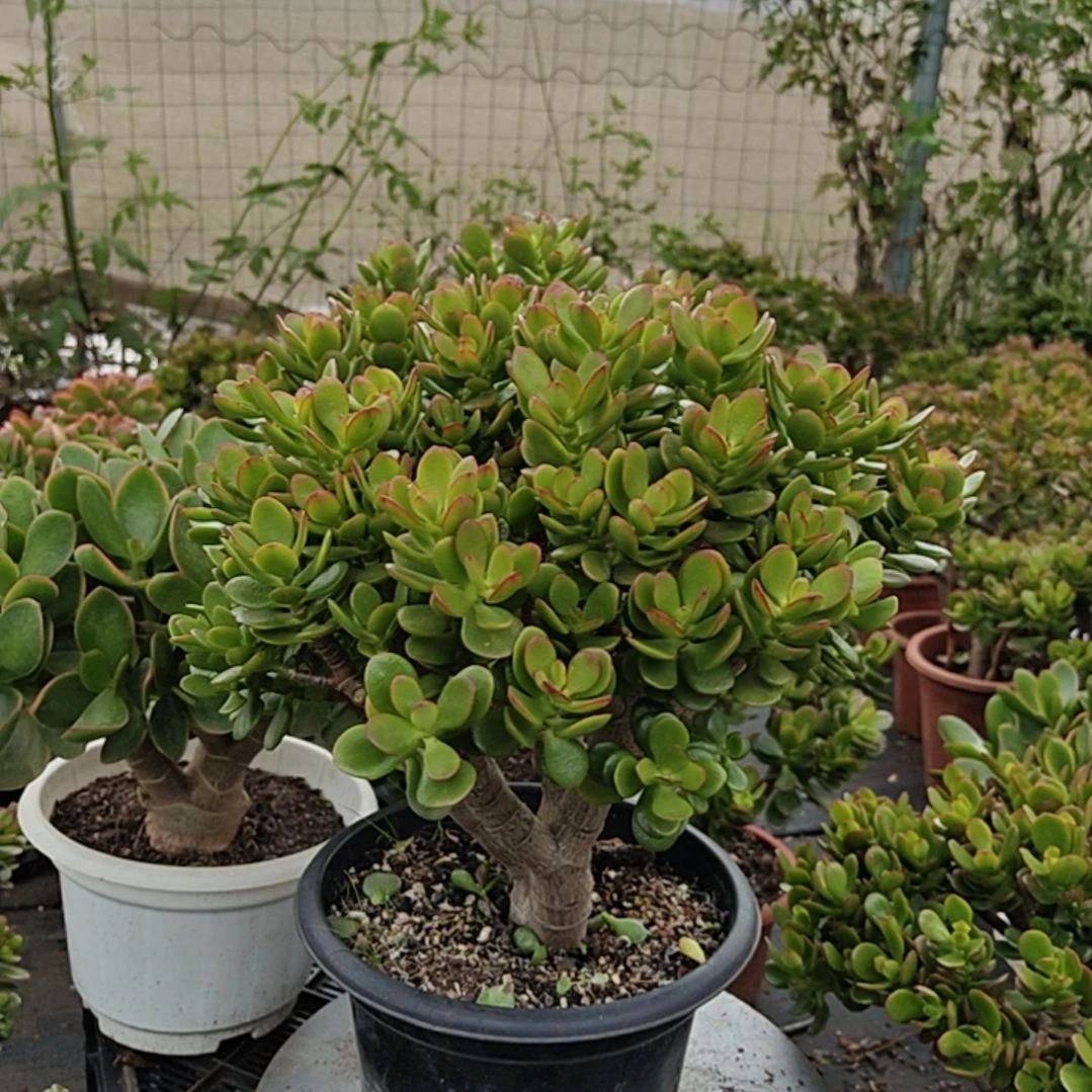 5年姬红花月摇钱树带土球发货
