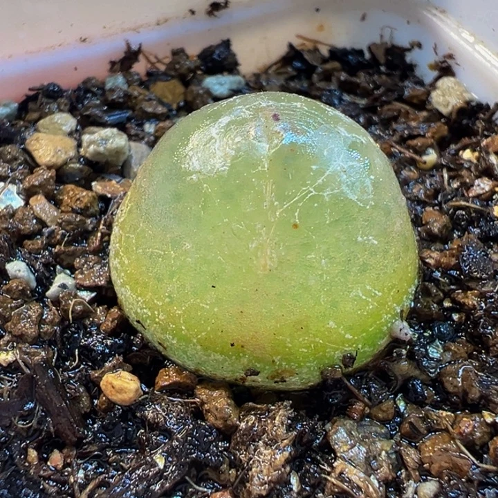 752多肉植物种类多样