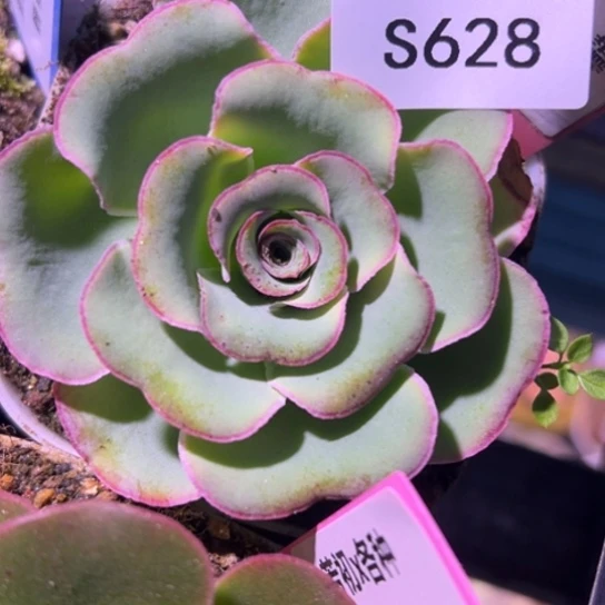 ST三碗628 不染福利