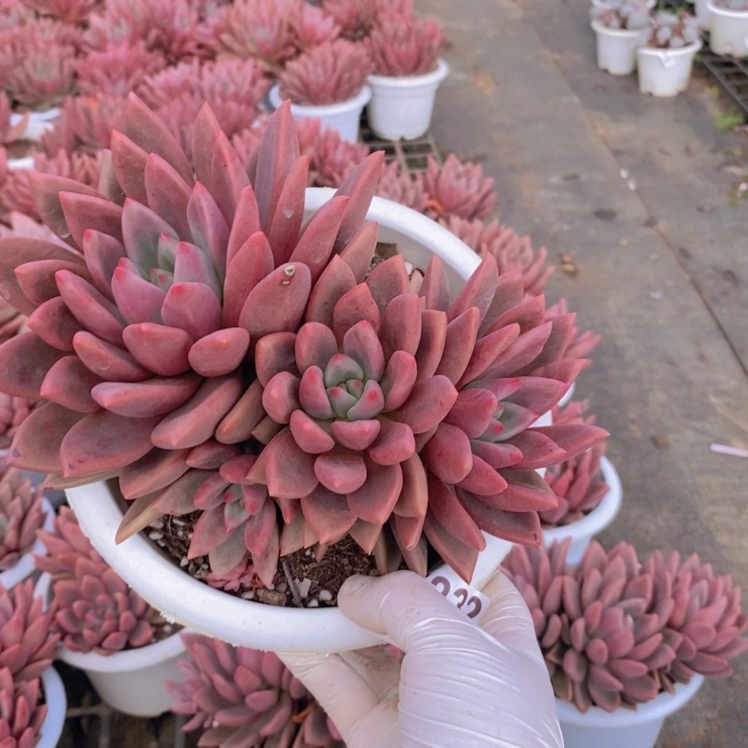 7232桃花源一物一拍