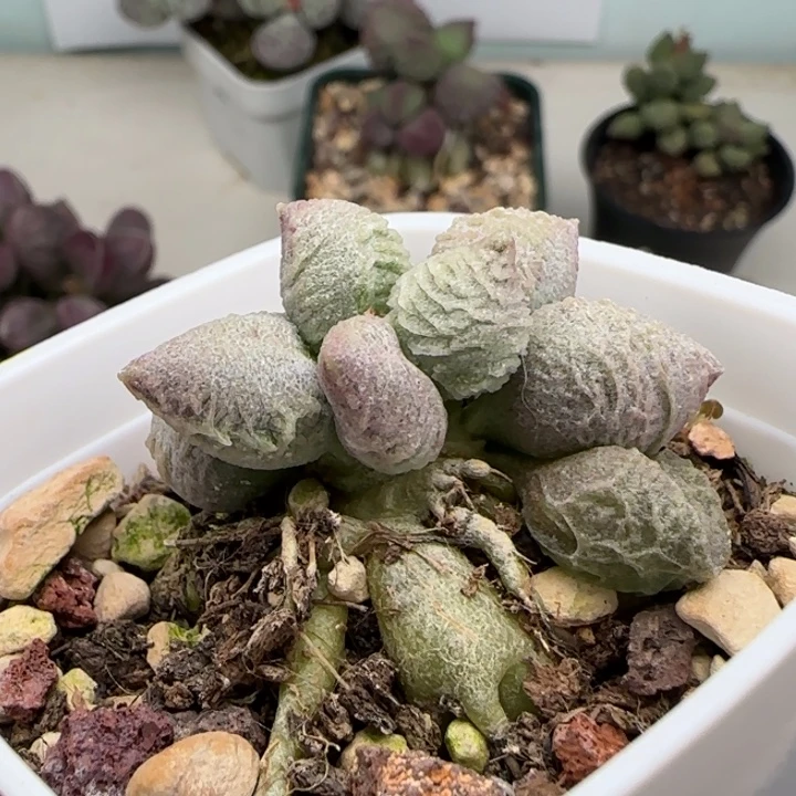 倒刺冰淇淋水泡多肉老桩