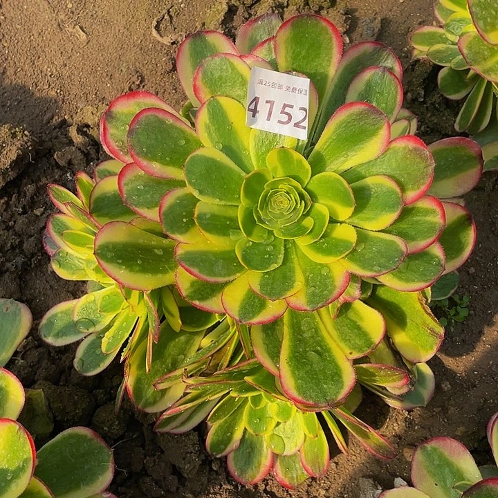 4152奶白多肉植物