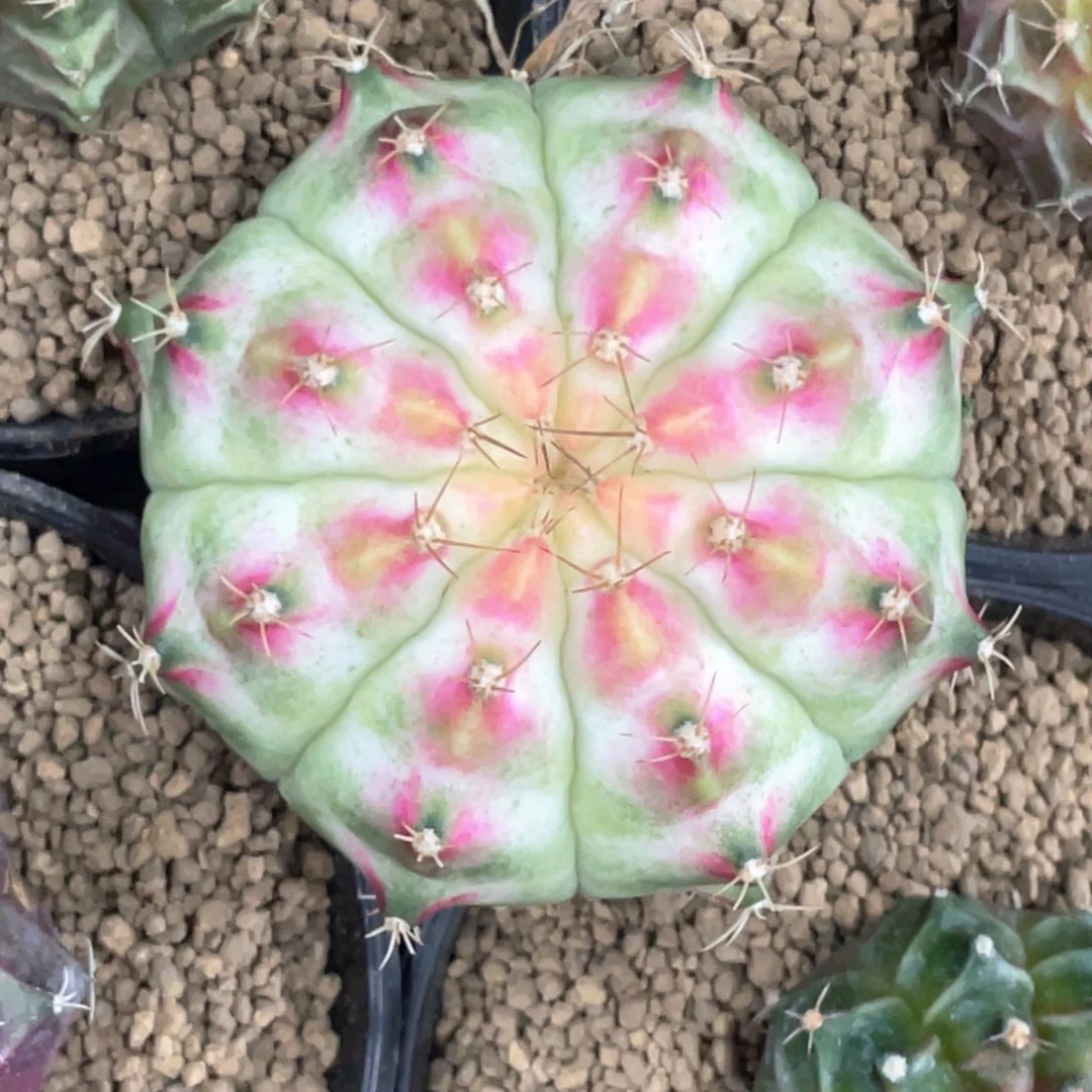 当前无花朵，栽培后可花朵白轮回