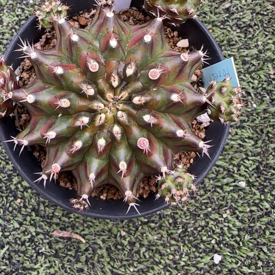 138-0117泰国发货多肉