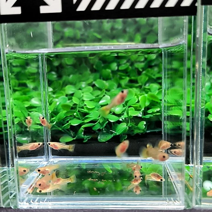 海水鱼孔雀黄金玻璃猫。12条苗含两条备损