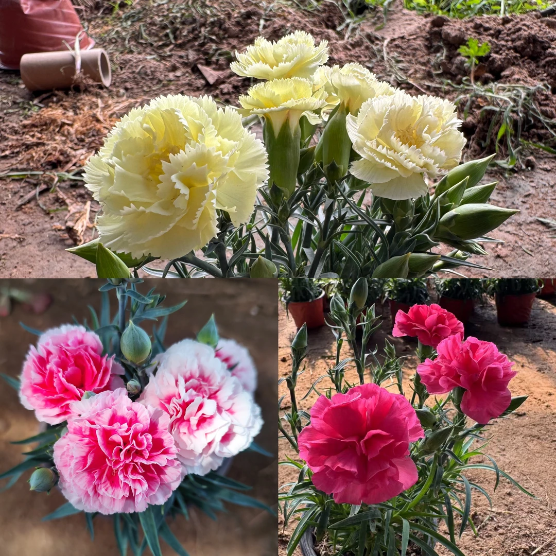 康乃馨【福桃＋桃夭＋奶油黄】四季开花 带花苞盆栽庭院 原盆原土发货