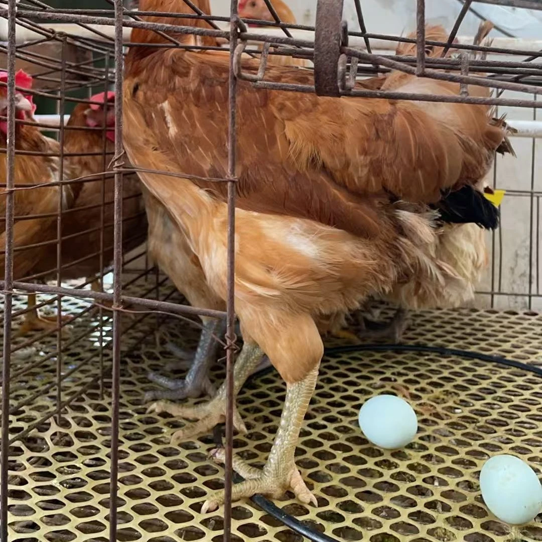 绿壳蛋宠物鸡单只三斤左右开始下绿蛋顺丰包邮