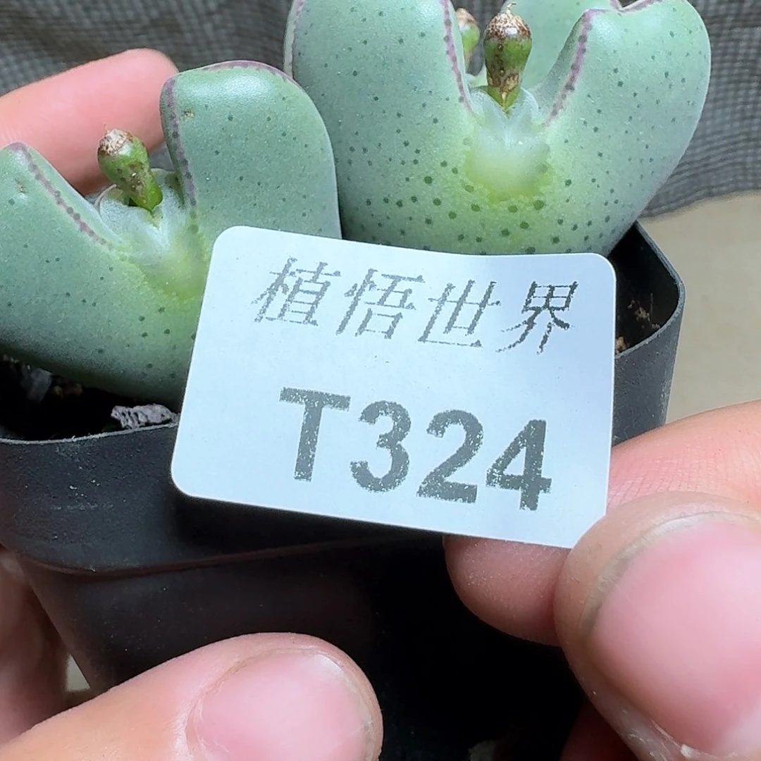 324盒多肉植物哇d c