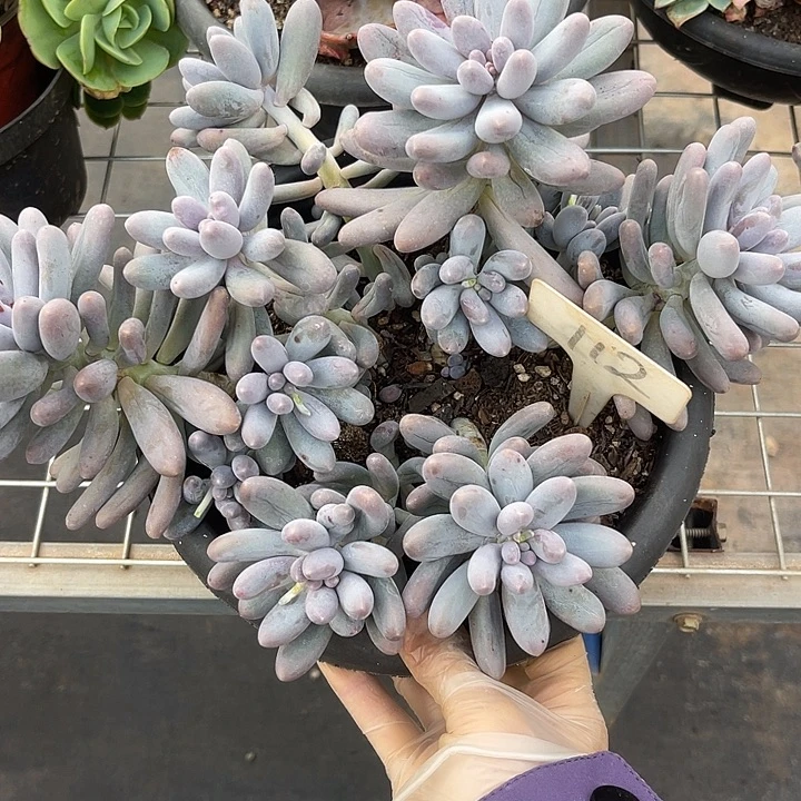 两单包邮，一物一拍112汤圆