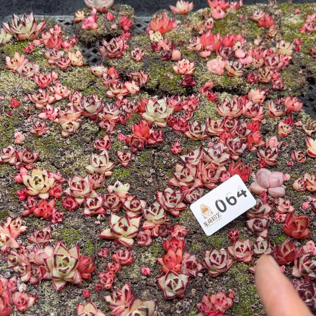 多肉植物多肉植物