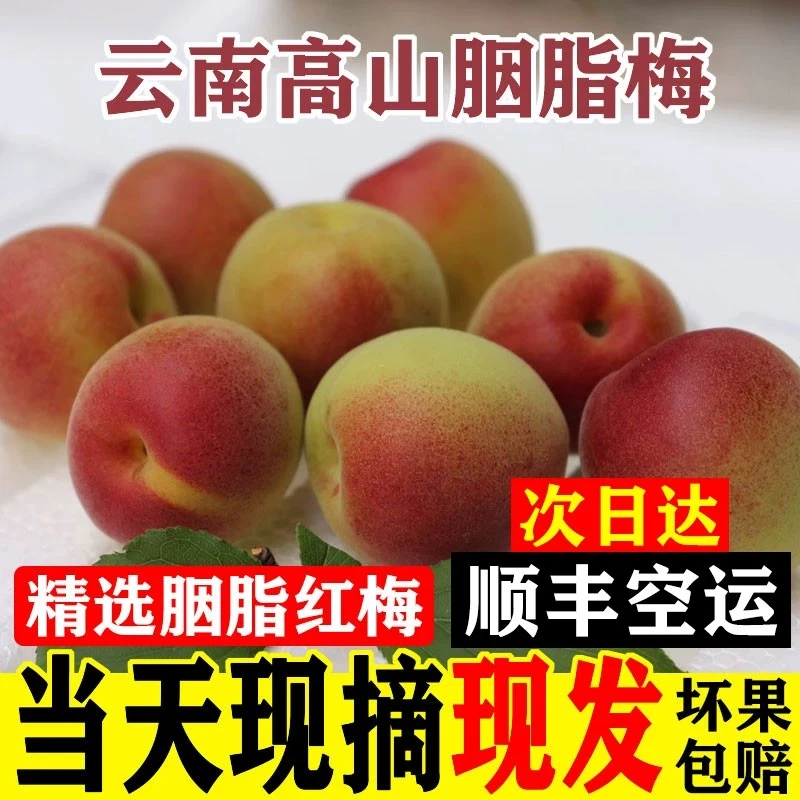 【顺丰冷链发货】云南高山胭脂梅泡酒酵素梅酱青梅鲜果野生现摘应季