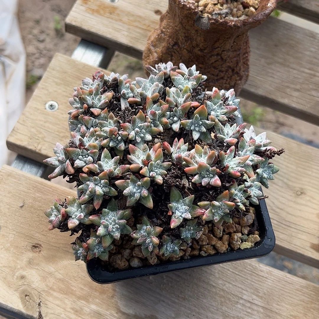 小鹿多肉一物一拍