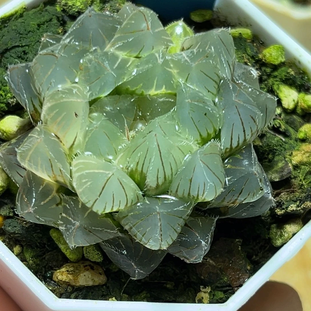 恭喜发财大吉大利988