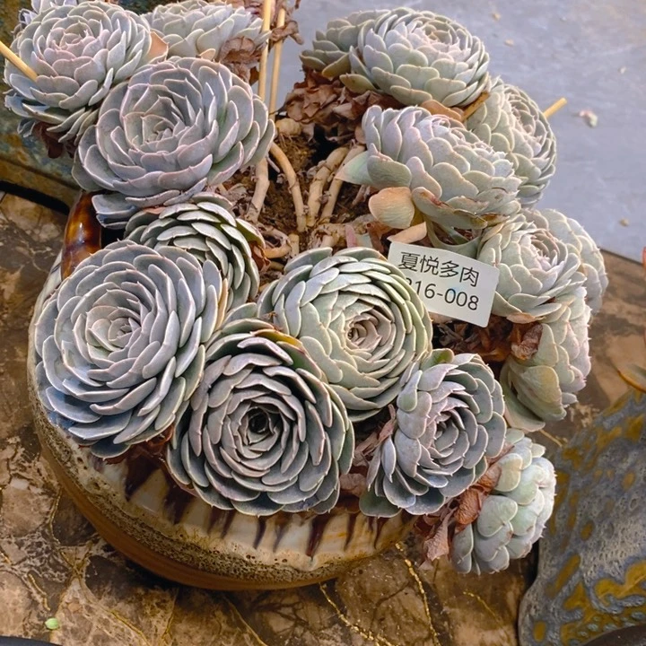 平****8夏悦多肉0216-8天赐