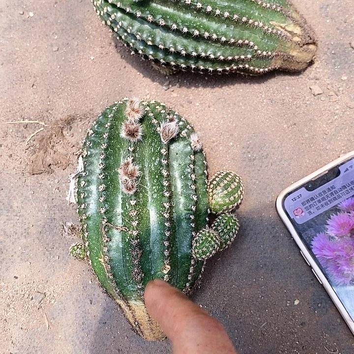 无根粉金刚清仓357899