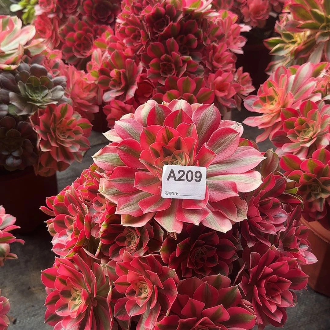 小***满209粉女巫法师多肉111