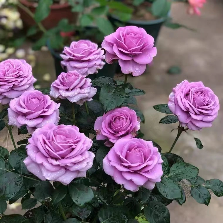 【水王星】勤花丰花多头四季开花南北方室外阳台庭院盆栽耐寒耐热