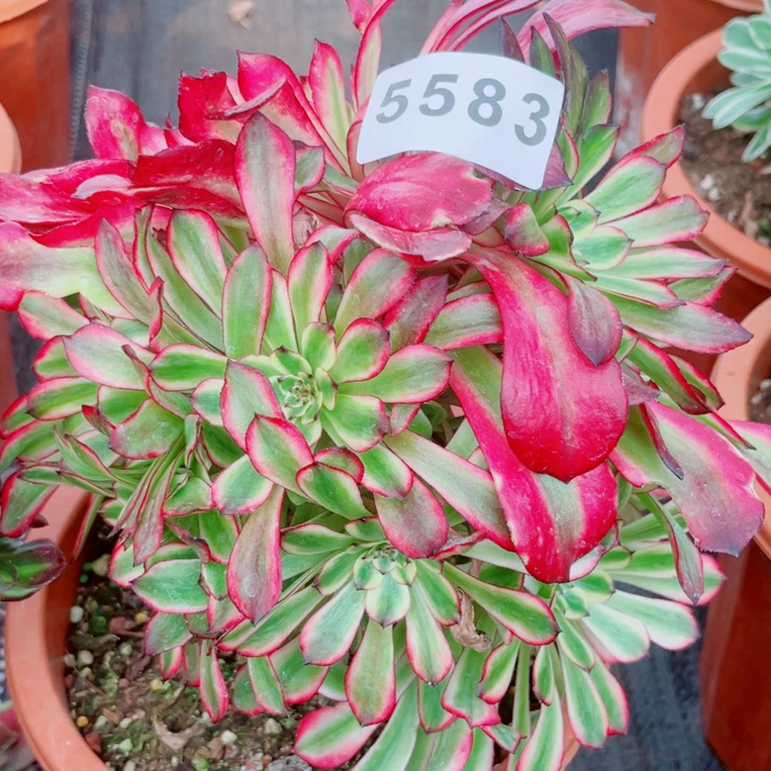 云彩多肉发货发货