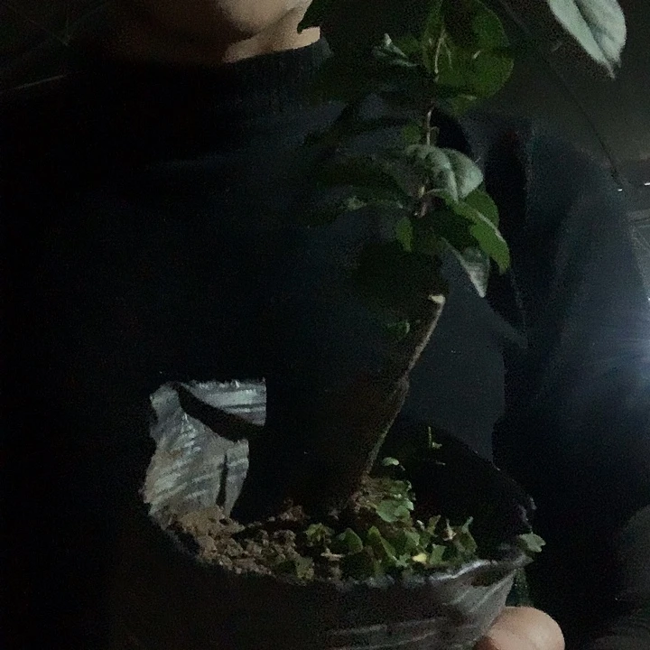 无花朵老鸦柿紫灵