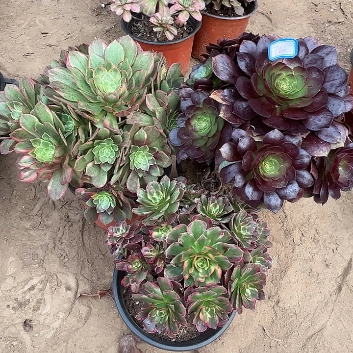 766多肉植物瑕疵特价，