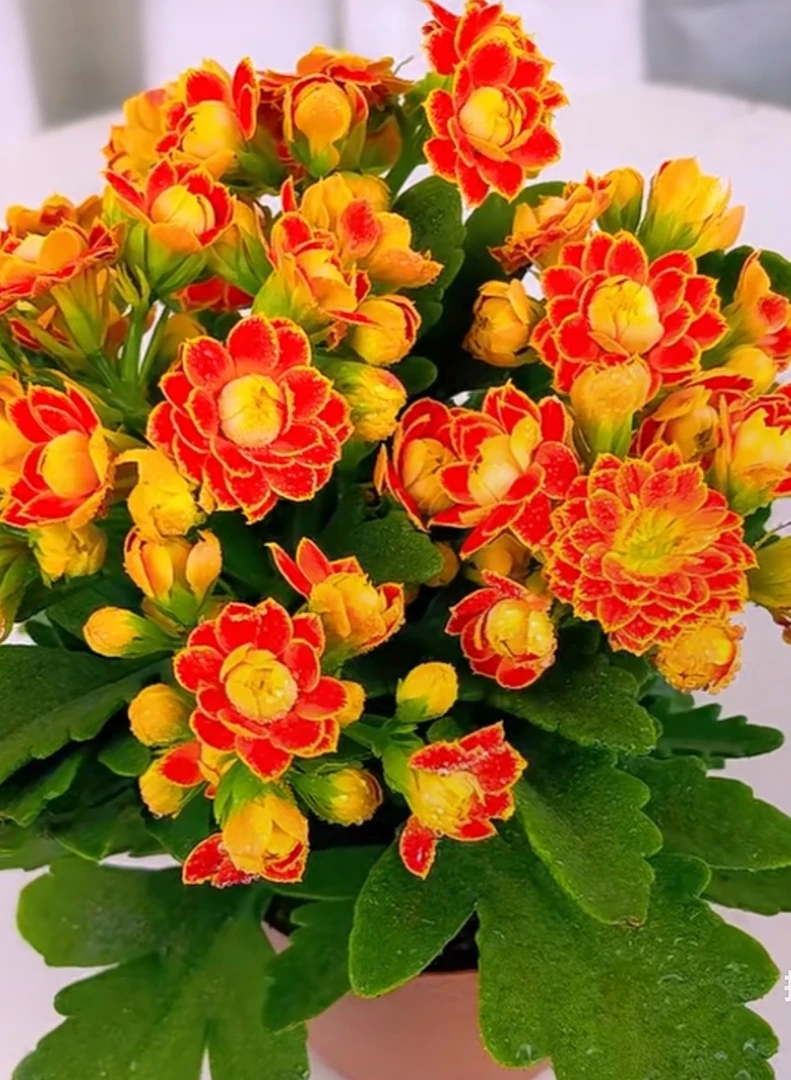 金狐狸大盆长寿花，150盆