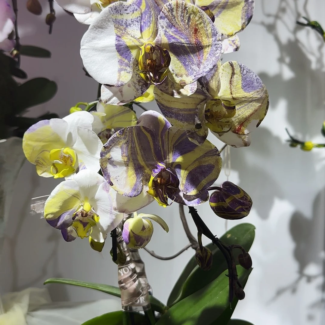完全开放蝴蝶兰晕染艺术造型2