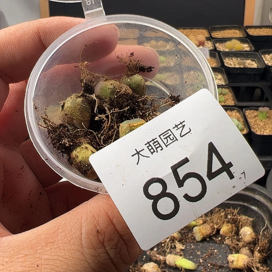 0000854 一物一拍脱土发