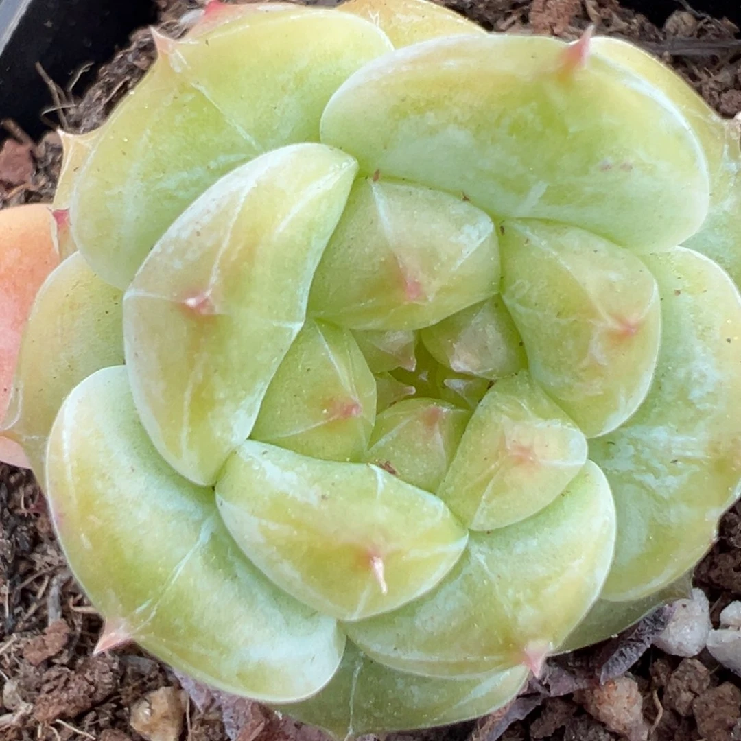 小卡拉米糖心一物一拍19-94