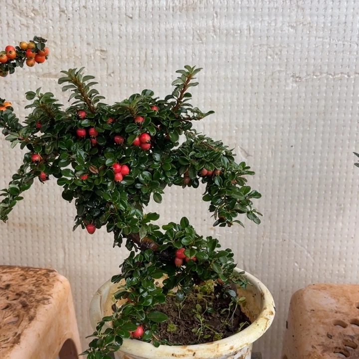 快***福无花朵云南高山白花