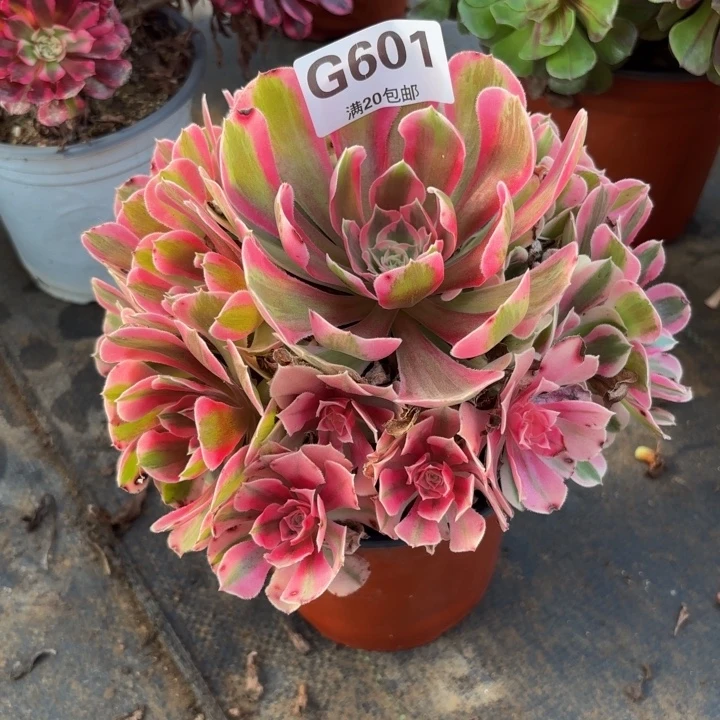 瑞妈多肉园艺601布，