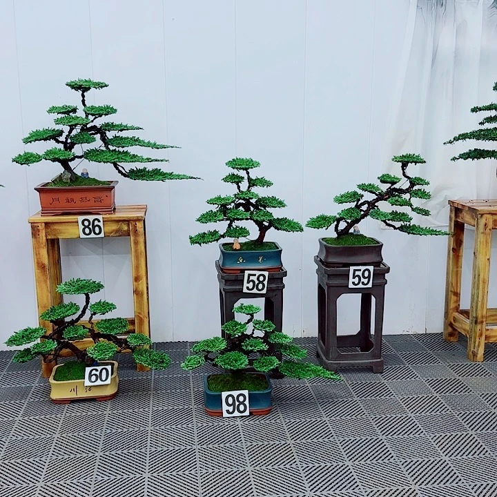 无花朵松柏盆景一物一拍