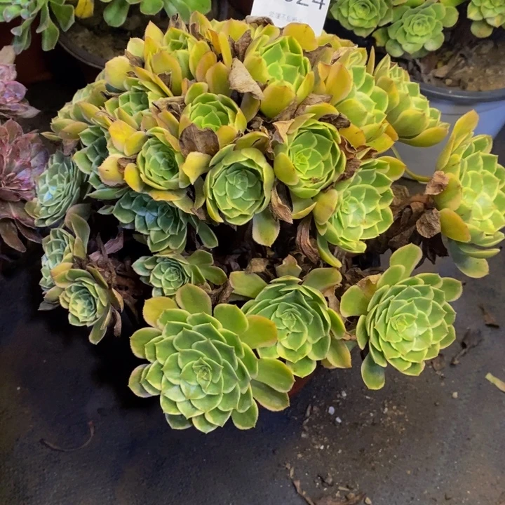 粉花妖多肉断头不包3624