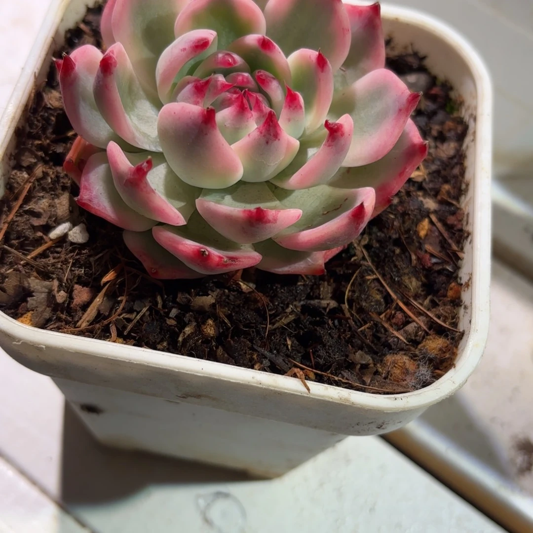 吉娃娃锦多肉植物