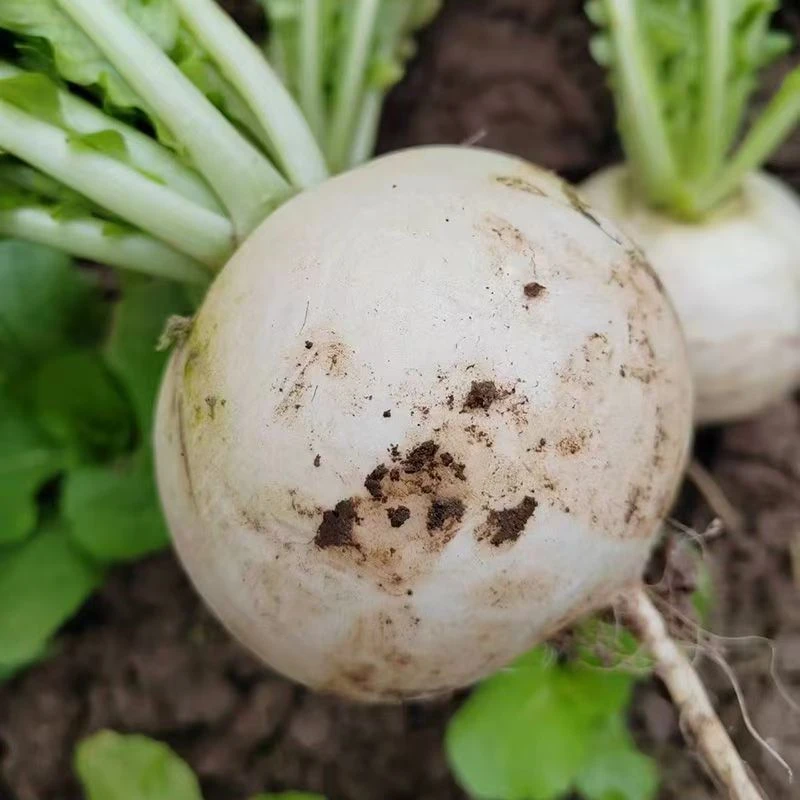 【优品助农】农家自种白萝卜新鲜