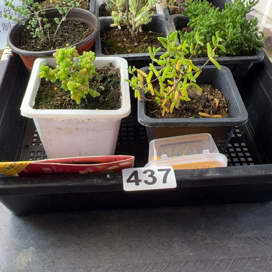 枝干番杏多肉植物