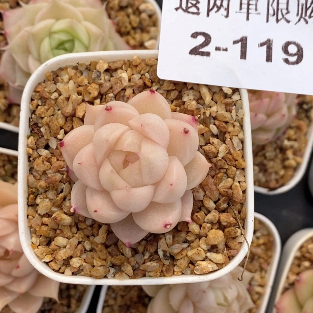 t**.2-119多肉多肉多肉多肉