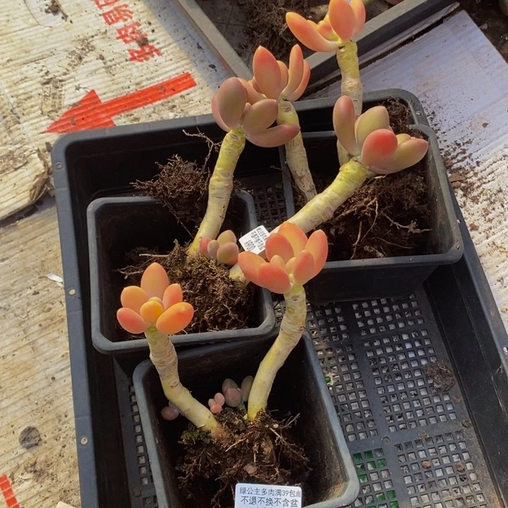 金蝉双头3棵多肉植物