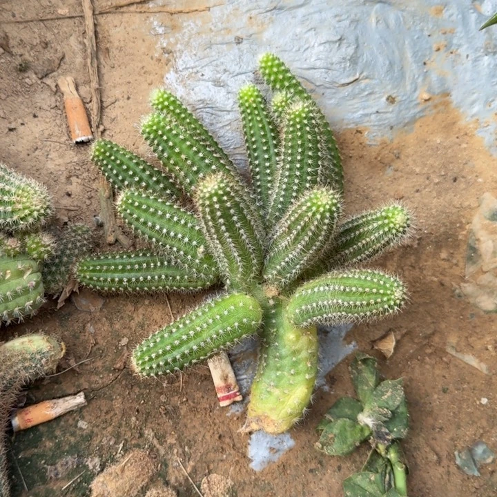 白檀仙人掌776侧芽群105