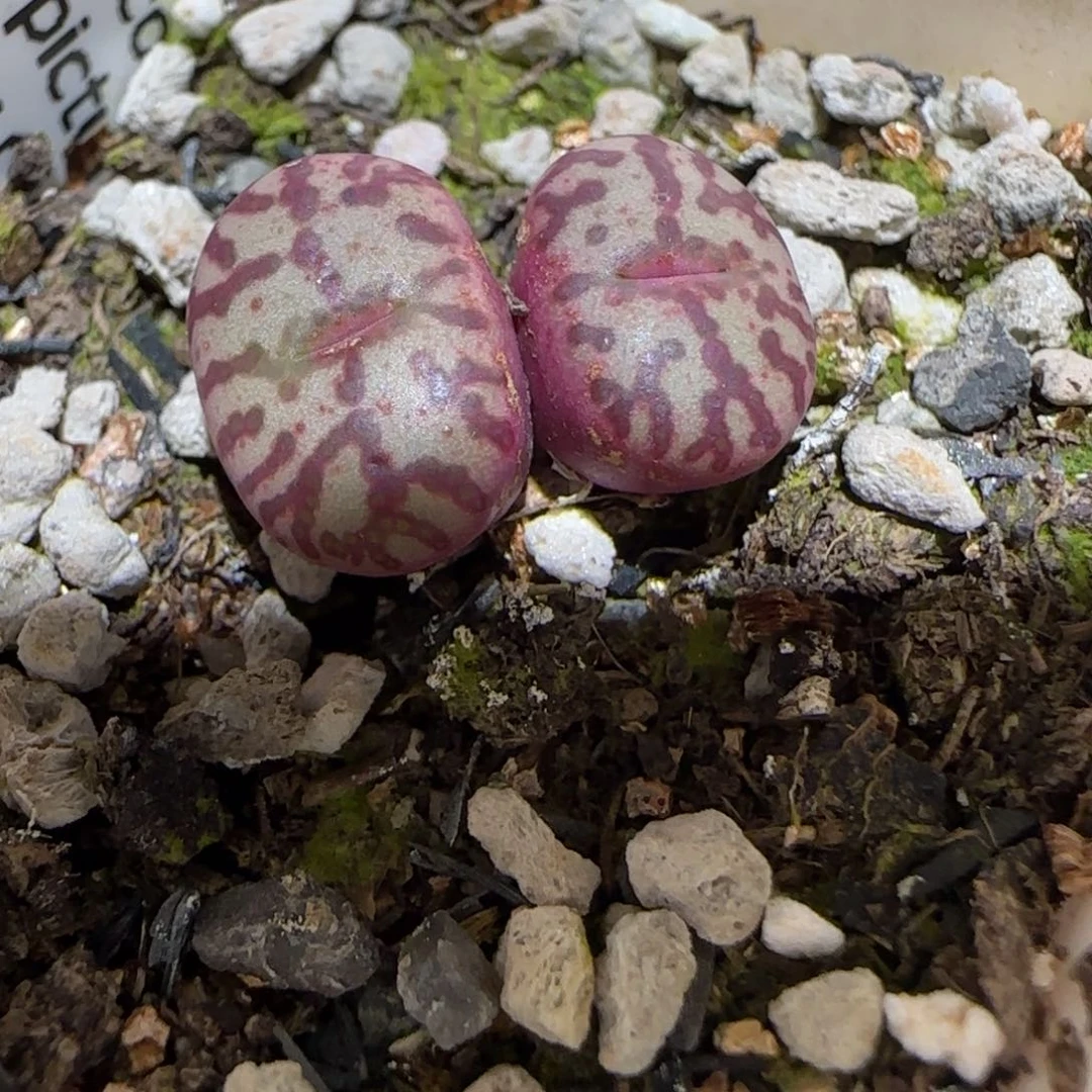 肉锥多肉植物百科-wc霓虹917