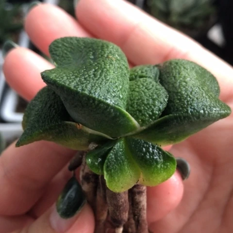 军配蜗牛母本带1侧牙哈哈
