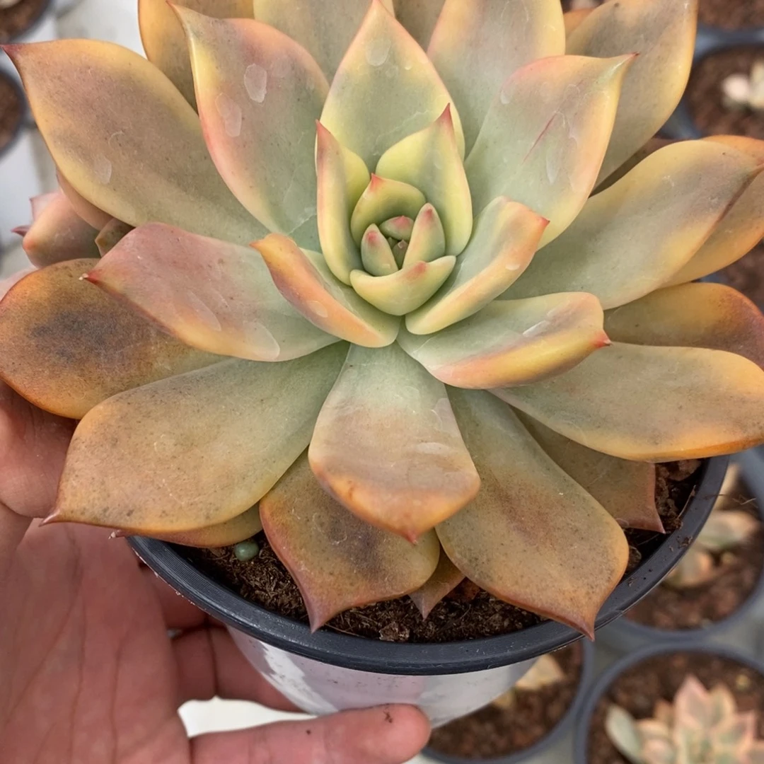 卡梅拉多肉植物8759