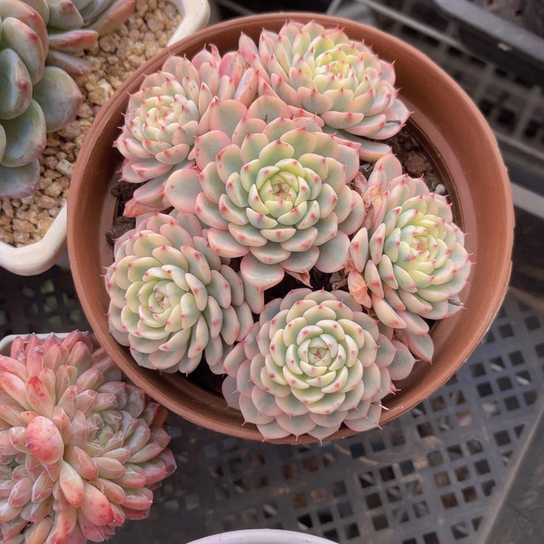 吉莲锦11.5公分89988888