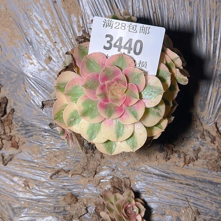 3440倾城多肉植物