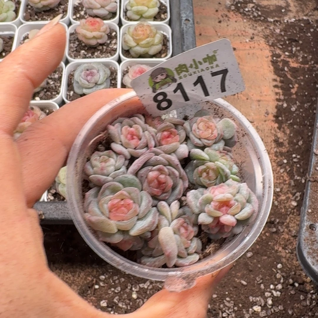 多肉植物多肉植物