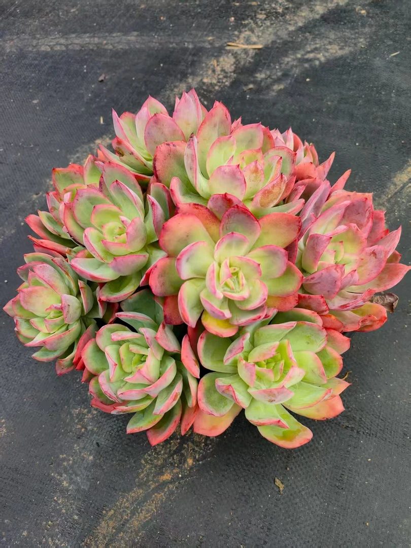 精品 绮罗仙子新手必拍 好看好养 多肉植物云南昆明发货