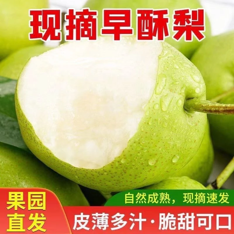陕西大荔头茬早酥梨香酥梨应季孕妇水果现摘先发酥脆多汁产地直发