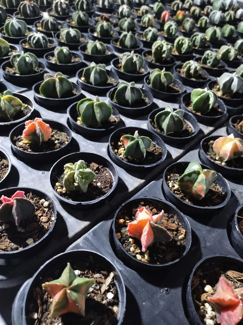 盲盒星兜俩颗装，新手入入入！多肉植物迷你桌面盆栽