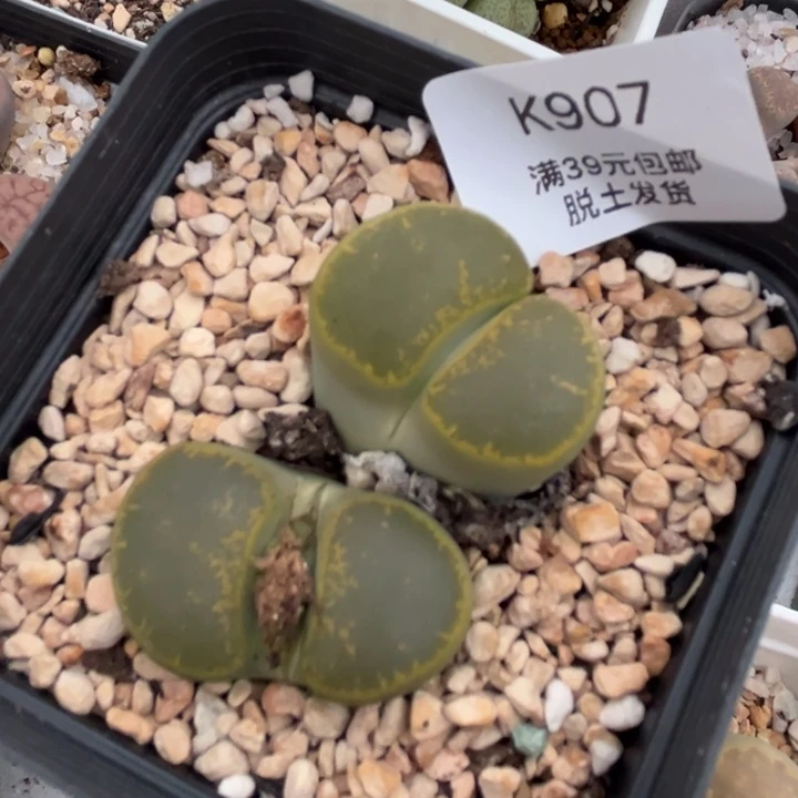 907多肉哈哈哈哈哈哈哈